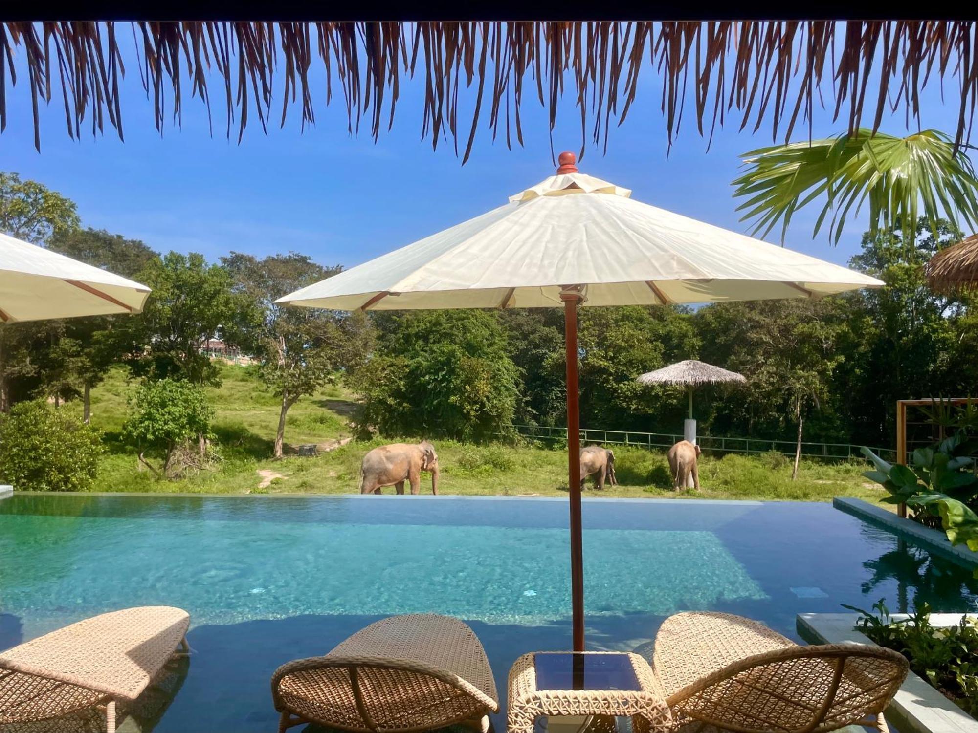 Wild Elephant Sanctuary Amphoe Koksamui